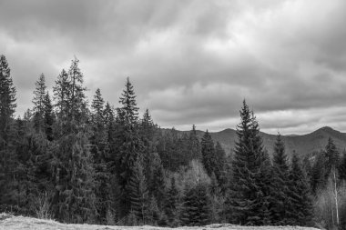 Siyah - beyaz dağ manzarası. Karpatlar, Romanya. siyah beyaz fotoğraf.