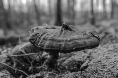 Ormanda siyah mantar