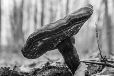 Ormandaki bir kütüğe yakın plan mantar resmi.