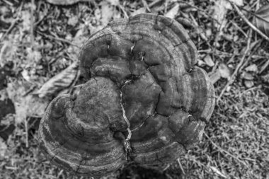 Eski bir kütüğün yakın çekimi.