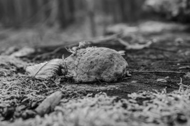 sonbahar ormanda mantar