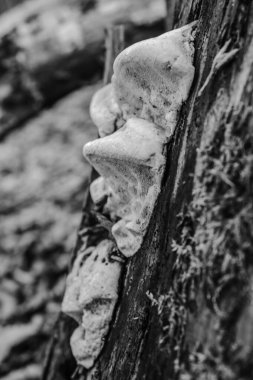 Yosun ve beyaz tavukla kaplı bir ağaç gövdesinin dikey görüntüsü.