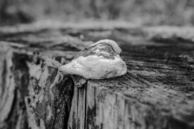 Ahşap arka plan üzerinde beyaz mantar