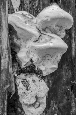 Ormandaki ağaç gövdesinde büyüyen bir mantarın yakın plan çekimi.