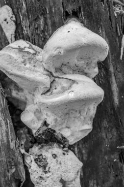 Beyaz bir mantara yaklaş