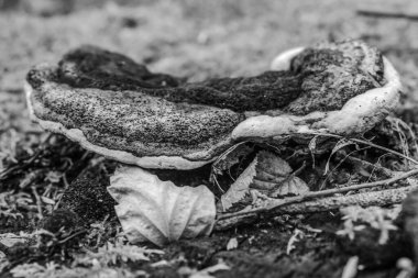 Ormanda mantar. siyah ve beyaz