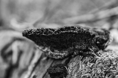 Ağaç gövdesindeki mantarın seçici yakın çekimi.