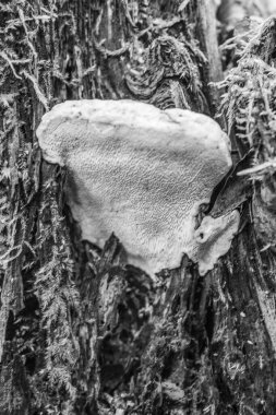 Ağaçta siyah mantar