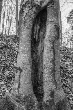 bir ağaç gövdesinin siyah beyaz fotoğrafı