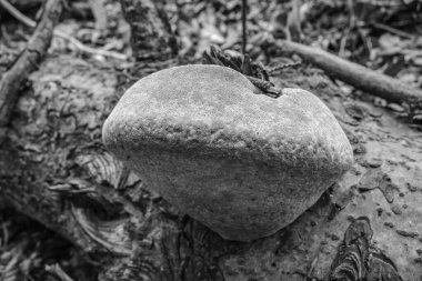 Eski bir taşın siyah beyaz fotoğrafı