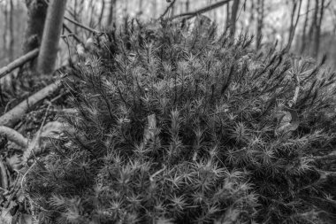 Ormandaki bir ağaç dalının siyah beyaz görüntüsü