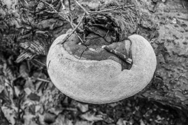 bir ağacın siyah beyaz fotoğrafı