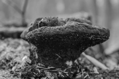 Ormanda siyah beyaz mantar