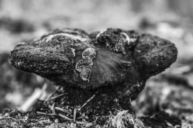 Güdük üzerinde büyüyen mantar