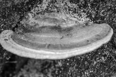 Beyaz kabuklu bir salyangozun yakın plan çekimi.