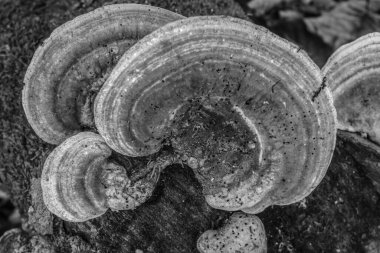 bir ağaç gövdesinin siyah beyaz fotoğrafı