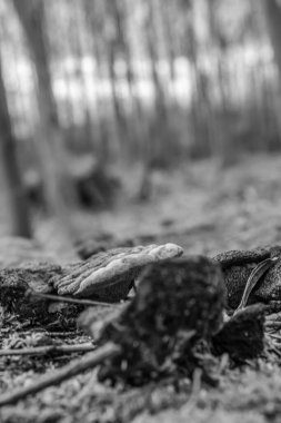 Bir ağaç gövdesinin yakın plan çekimi. Gün içinde ormanda yerde yosun var.