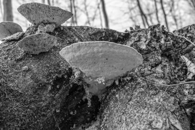 Ormandaki ağaç, siyah beyaz