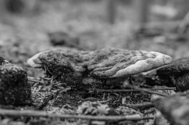 Siyah ve beyaz arkaplanı olan paslı ve kirli bir yere yakın plan.