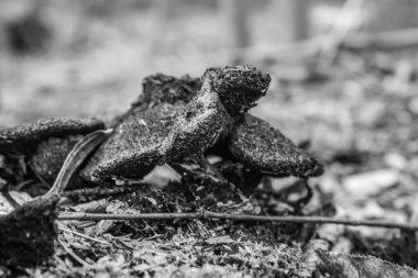 Ormandaki bir kurbağanın siyah beyaz fotoğrafı.