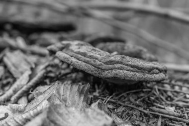 Ölü mantarların siyah beyaz fotoğrafı