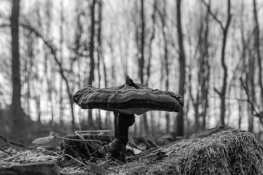 Ormanda siyah beyaz bir mantarın yakın plan çekimi.