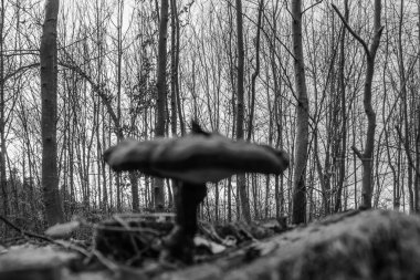 Ormandaki bir mantarın yakın plan çekimi.
