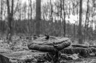 Ormandaki bir ağacın yakın çekimi.