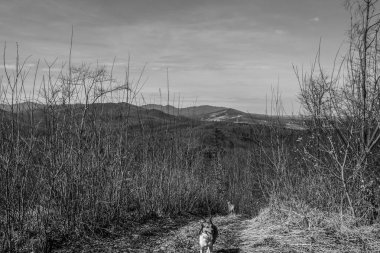 Köpek dağın tepesinde yürüyor..