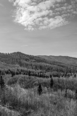 Bulutlu gökyüzünün altındaki ağaçların gri tonlu görüntüsü.
