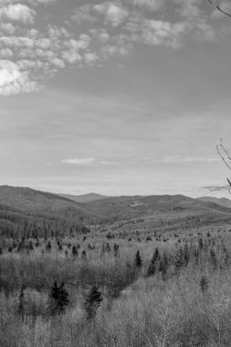 Ormandaki ağaçların gri tonlu görüntüsü.