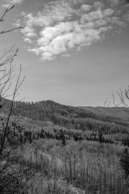 Dağlardaki güzel bir ormanın siyah beyaz fotoğrafı.