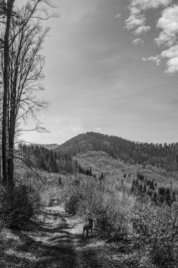 Ağaçlar ve ormanlarla dolu güzel bir manzara.