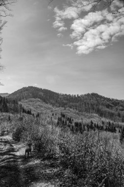 Dağlarda bir ağacı olan siyah ve beyaz bir manzara