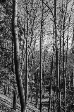 Sabah güzel bir orman