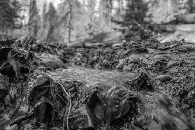 Güzel bir ağaç gövdesinin siyah beyaz fotoğrafı.