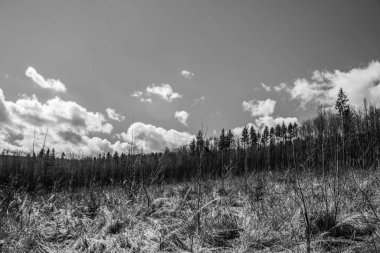 Ormandaki ağaçların gri tonlu görüntüsü