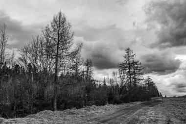 Dağlarda bir ağacı olan güzel bir manzara.