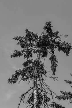 Ağaç dalları, bitki örtüsü.