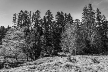 Siyah beyaz karlı ağaçlar