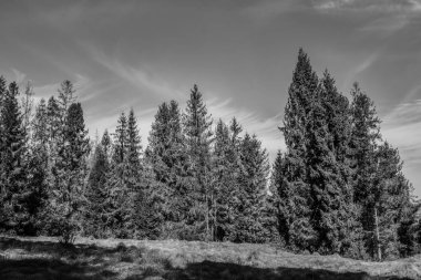Çam ağaçları ve bulutlarla güzel bir manzara.