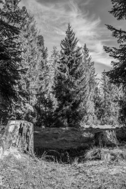 Ormanda, Slovakya 'da, Avrupa' da yaşlı ağaç kütüğü