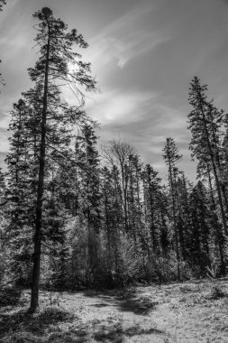 Karla kaplı güzel bir manzara. Kışın ağaçlar ve ormanlar.