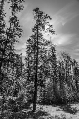 Karlı güzel kış manzarası