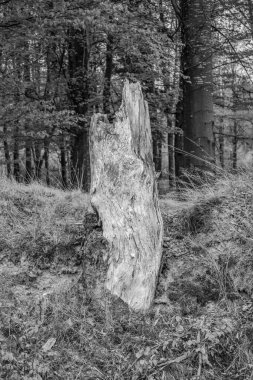 Ormandaki bir ağacın dikey görüntüsü.