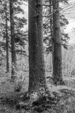 Siyah beyaz güzel bir manzara.