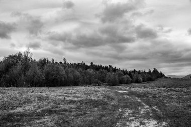 Siyah ve beyaz bulutlu gökyüzü ile ormanın güzel bir görüntüsü.