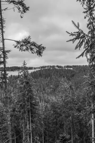 Norveç 'te güzel bir orman manzarası