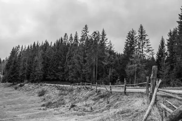 Ormandaki eski ahşap çitin siyah beyaz fotoğrafı.