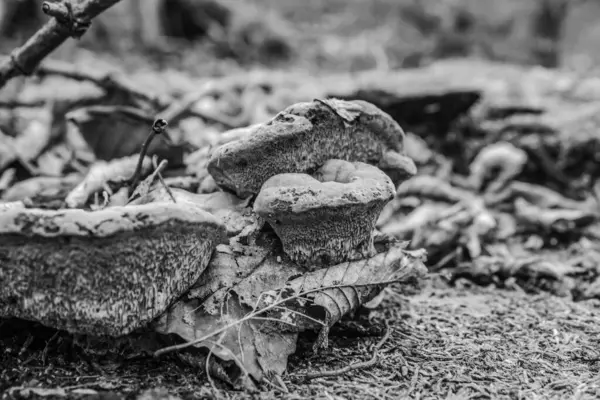 Eski taşın ve bahçedeki ağacın yakın çekimi.